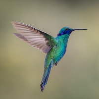 Sparkling Violetear